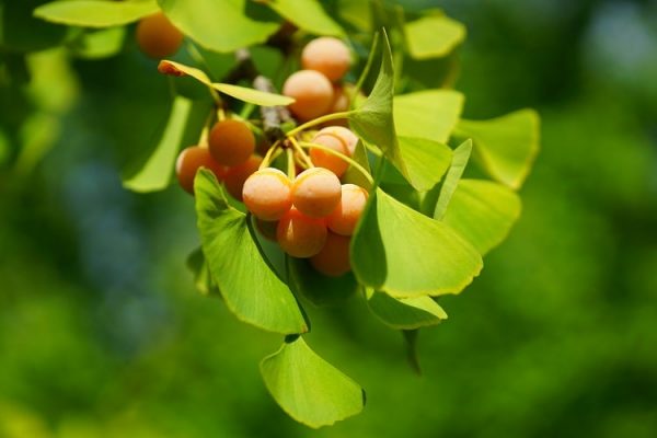 Benefits Of Ginkgo Biloba For Erectile Dysfunction Viasil Blog