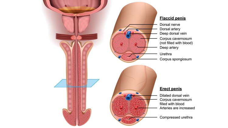 Anatomy, cross section Penis, 3d vector illustration