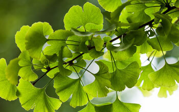 Ginkgo Biloba