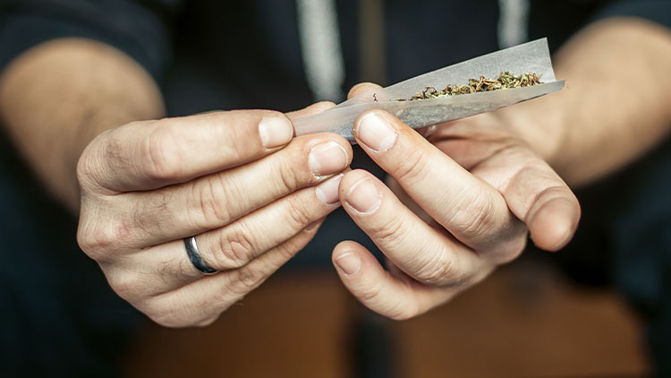 Preparing and rolling marijuana cannabis joint.