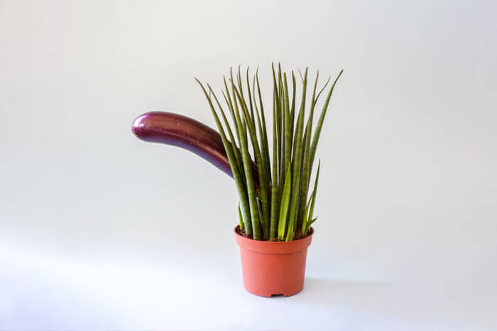 Example of a plant that looks like a prominent erection