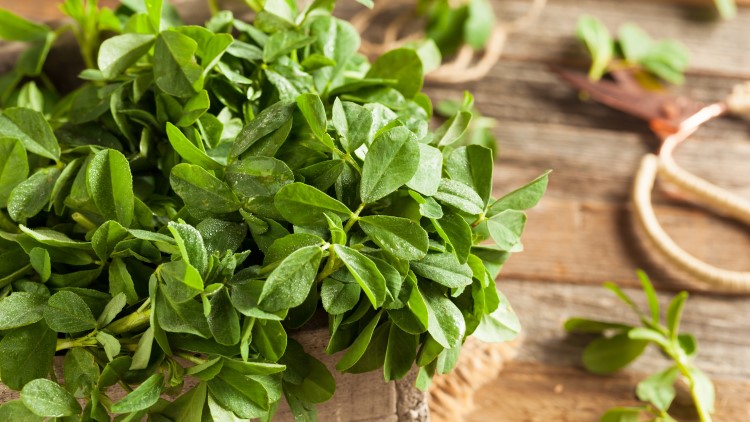 Raw organic fenugreek methi leaves