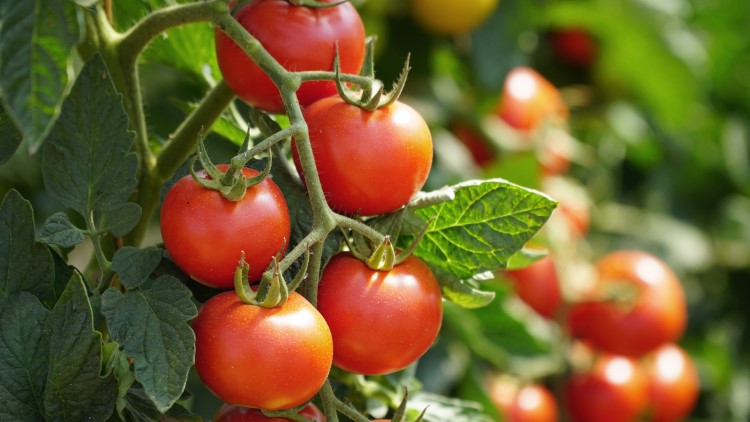 Tomato plant close up