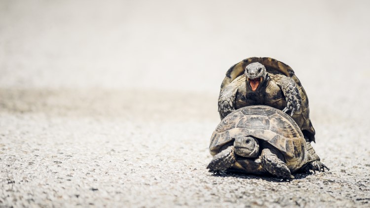 Tortoises mating on the road in the sun